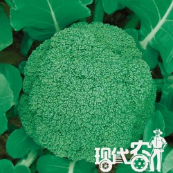 供应绿宝—花椰菜种子