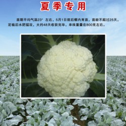 供应超级耐热王松花菜—花椰菜种子