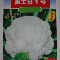 供应富士白1号—白菜种子