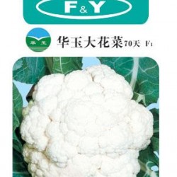 供应华玉大花菜70天F1——花椰菜种子