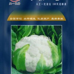 供应丰收3号160天花椰菜——花菜种子