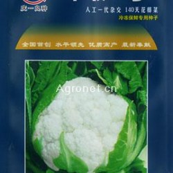 供应丰收1号140天花椰菜——花菜种子