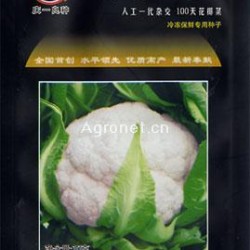 供应成功1号100天花椰菜——花菜种子