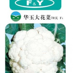 供应华玉大花菜70天——花椰菜种子