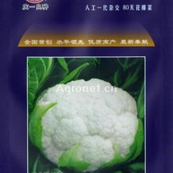 瑞雪3号80天花椰菜——花菜种子