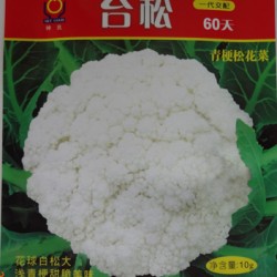 供应台松60天—花椰菜种子