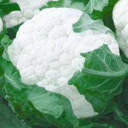 供应雪冠一号—花椰菜种子