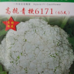 供应高抗青梗6171—花椰菜种子