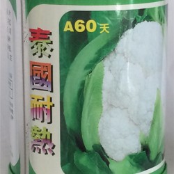 供应泰国耐热A60—花椰菜种子