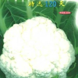 供应特选120—花椰菜种子