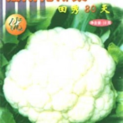 供应田秀80天—花椰菜种子