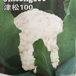 供应津松100—花椰菜种子