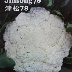 供应津松78—花椰菜种子