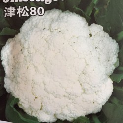 供应津松80—花椰菜种子