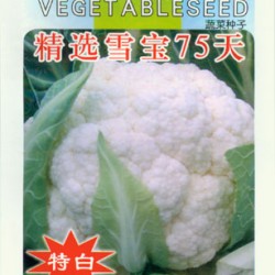 精选雪宝75天--花椰菜种子
