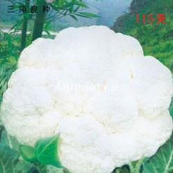 供应大地春花菜115天—花椰菜种子