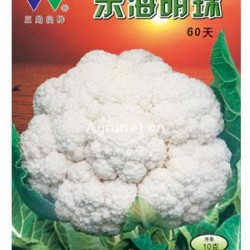 供应东海明珠60—花椰菜种子