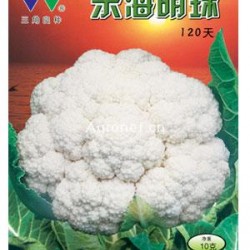 供应东海明珠120—花椰菜种子