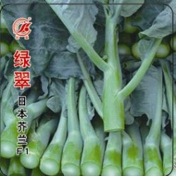 供应绿翠日本芥蓝F1—芥蓝种子