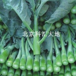供应纳禾牌蔬菜广东芥蓝