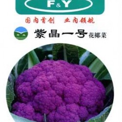供应紫晶一号——紫花菜种子