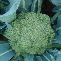 供应绿佳-青花菜种子