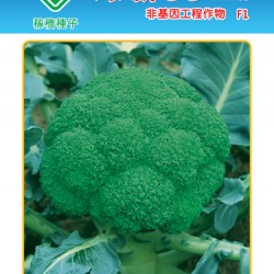 供应绿新55-青花菜种子