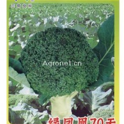 供应绿凤凰70天—青花菜种子