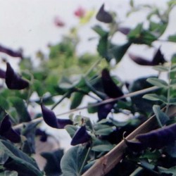 供应紫豌豆种子