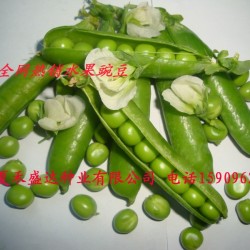 供应水果豌豆种子