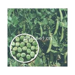 供应豌豆种子-中豌二号