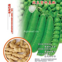 6月优质豌豆大量上市，20号起售