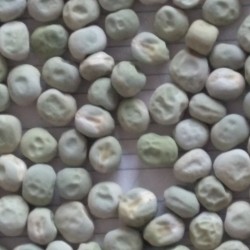 供应中豌六号—豌豆种子