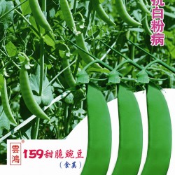 供应云鸿159甜脆豌豆 豌豆种子