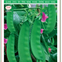 供应香港604荷兰豆（台中11号）—豌豆种子