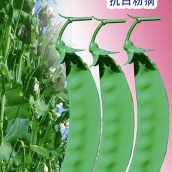 供应板扎988粉花小荚豆 豌豆种子