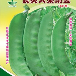 台湾8号食荚大菜豌豆--豌豆种子