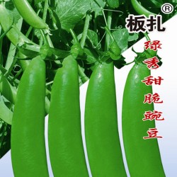 供应板扎绿秀甜脆 豌豆豌豆种子