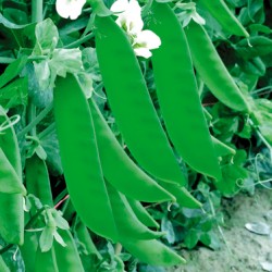 供应珍宝豆—豆类种子