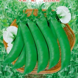 供应皇冠888甜豆王—豆角种子