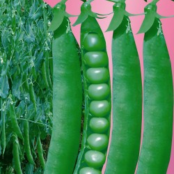 供应—板扎十粒早—豌豆种子