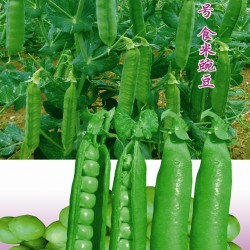 供应—春城6号食米豌豆—豌豆种子