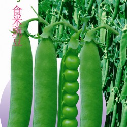 供应—春城5号食米豌豆—豌豆种子