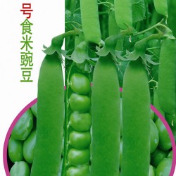 供应—春城2号食米豌豆—豌豆种子