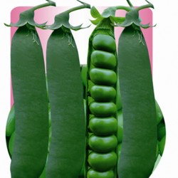 供应春城1号食米豌豆—豌豆种子