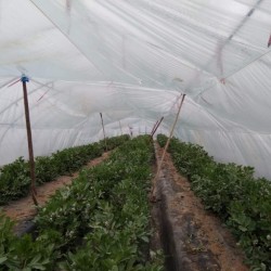供应上海崇明岛基地自产新鲜青皮蚕豆
