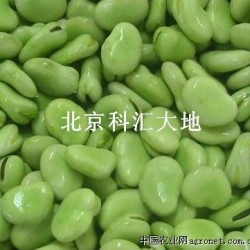 供应纳禾牌蔬菜蚕豆