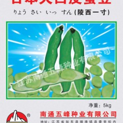 供应日本大白皮蚕豆—蚕豆种子