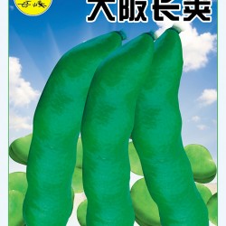 供应大阪长荚—精品蚕豆种子