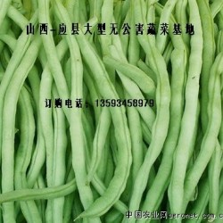 大量供应四季豆，架豆王